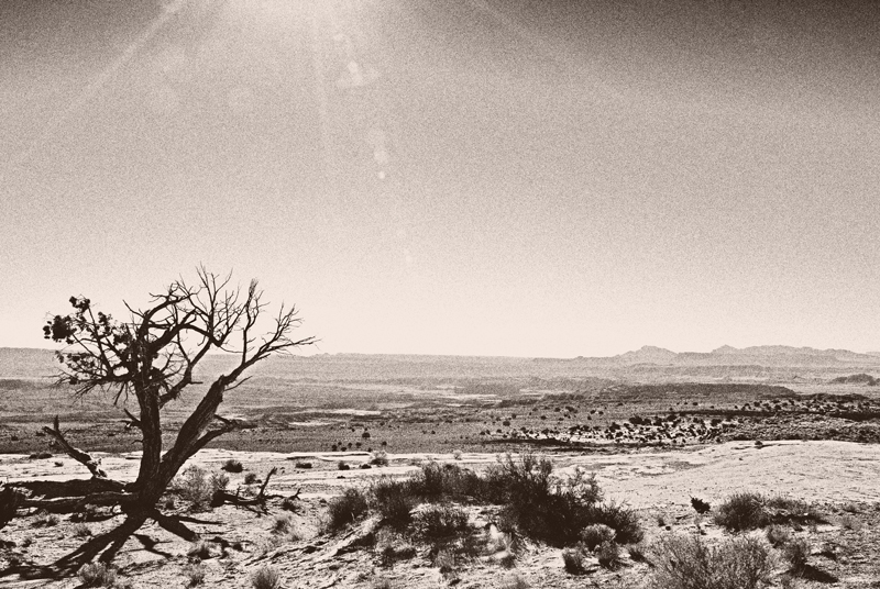 Desert Tree