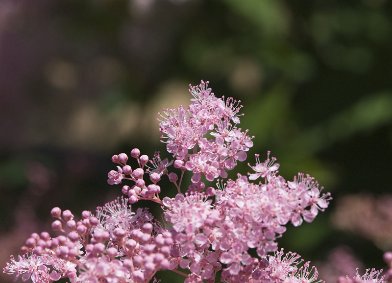 Flower therapy