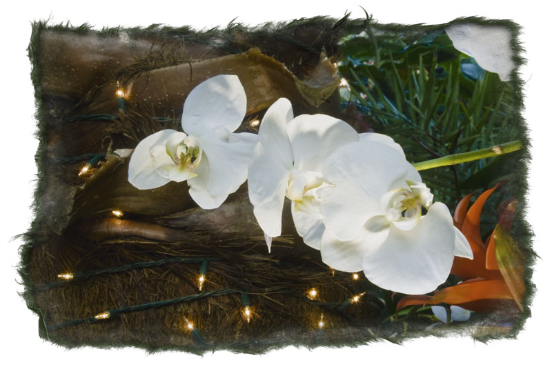 Holiday Blooms