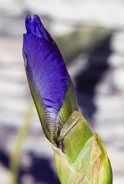 Rising Spring