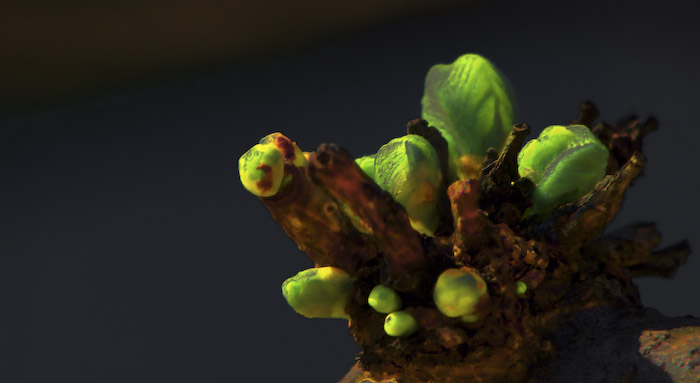 Electric Bud