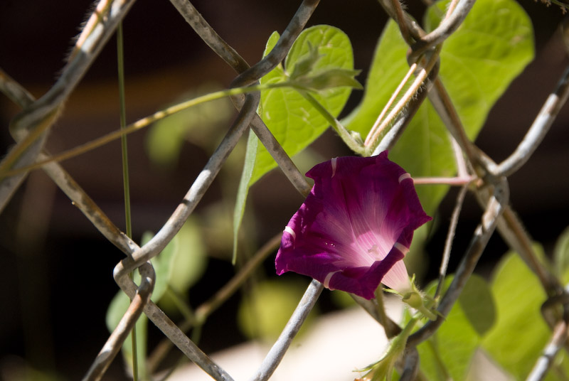 Through the fence
