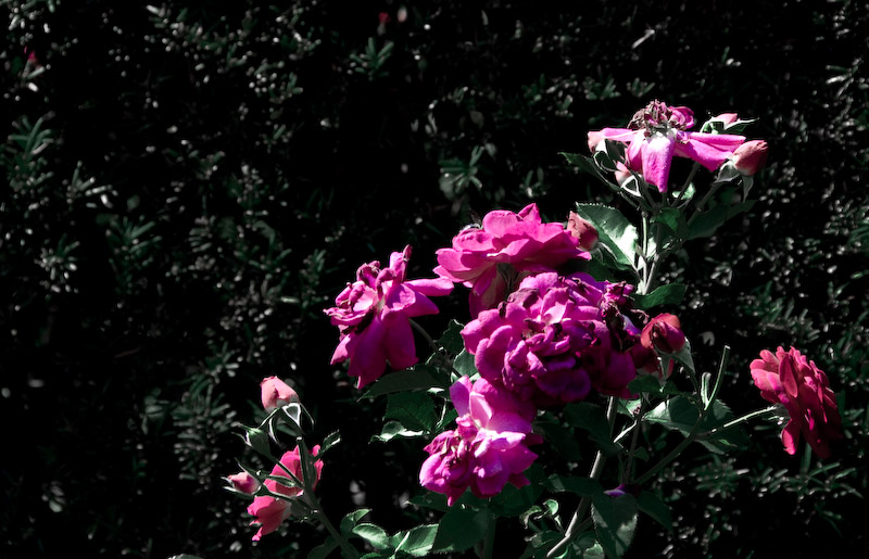 Rose Garden 1