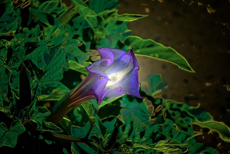 Midnight light