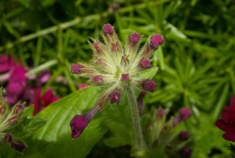 Purple Star