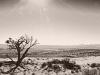 Desert Tree