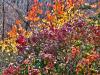 Fall Colors