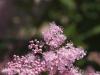 Flower therapy