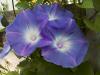 Blue flowers