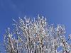 Ice Tree