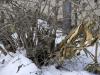 Old Growth