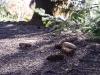 Fall Motion
