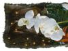 Holiday Blooms