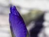 Rising Spring