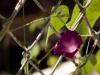 Through the fence