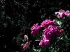 Rose Garden 1