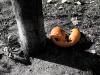 Decaying Pumpkin